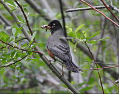 American robin