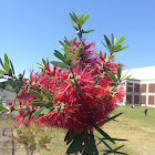 Bottlebrush tree