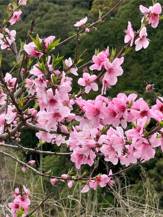 の投稿画像5枚目