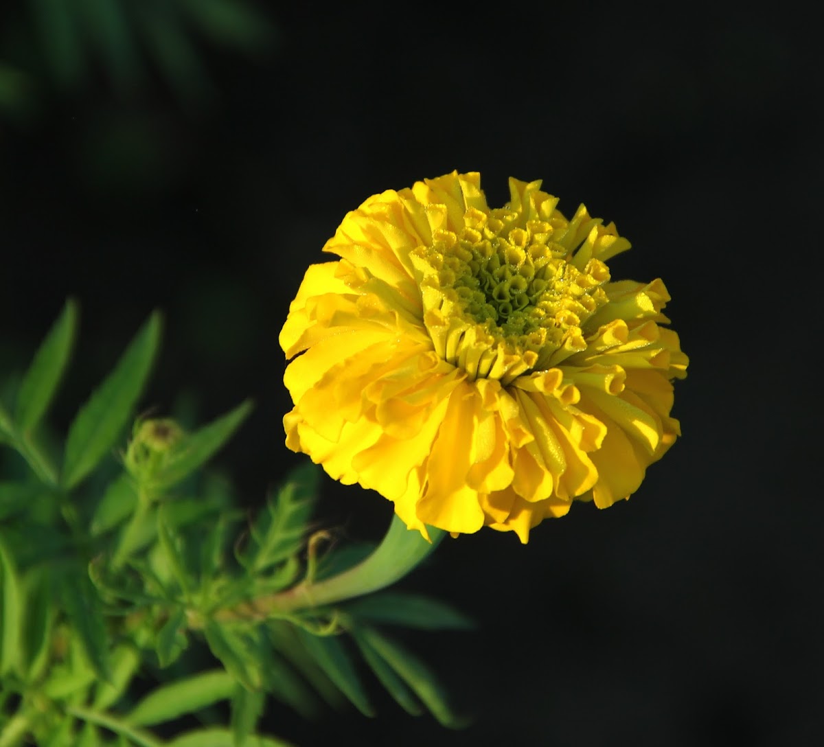 Marigold