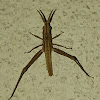 Silent slant-faced grasshopper, Short-horned grasshopper