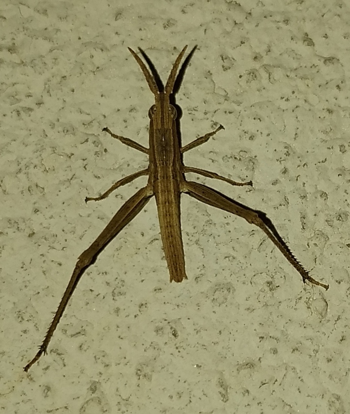 Silent slant-faced grasshopper, Short-horned grasshopper