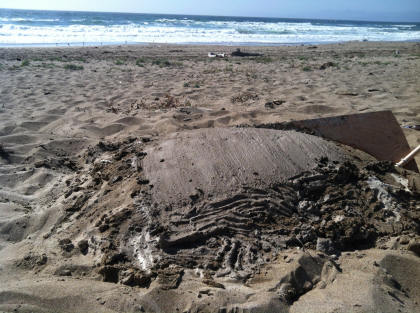 Figure 3: Previous research groups had a beach day and made a mold in the sand!