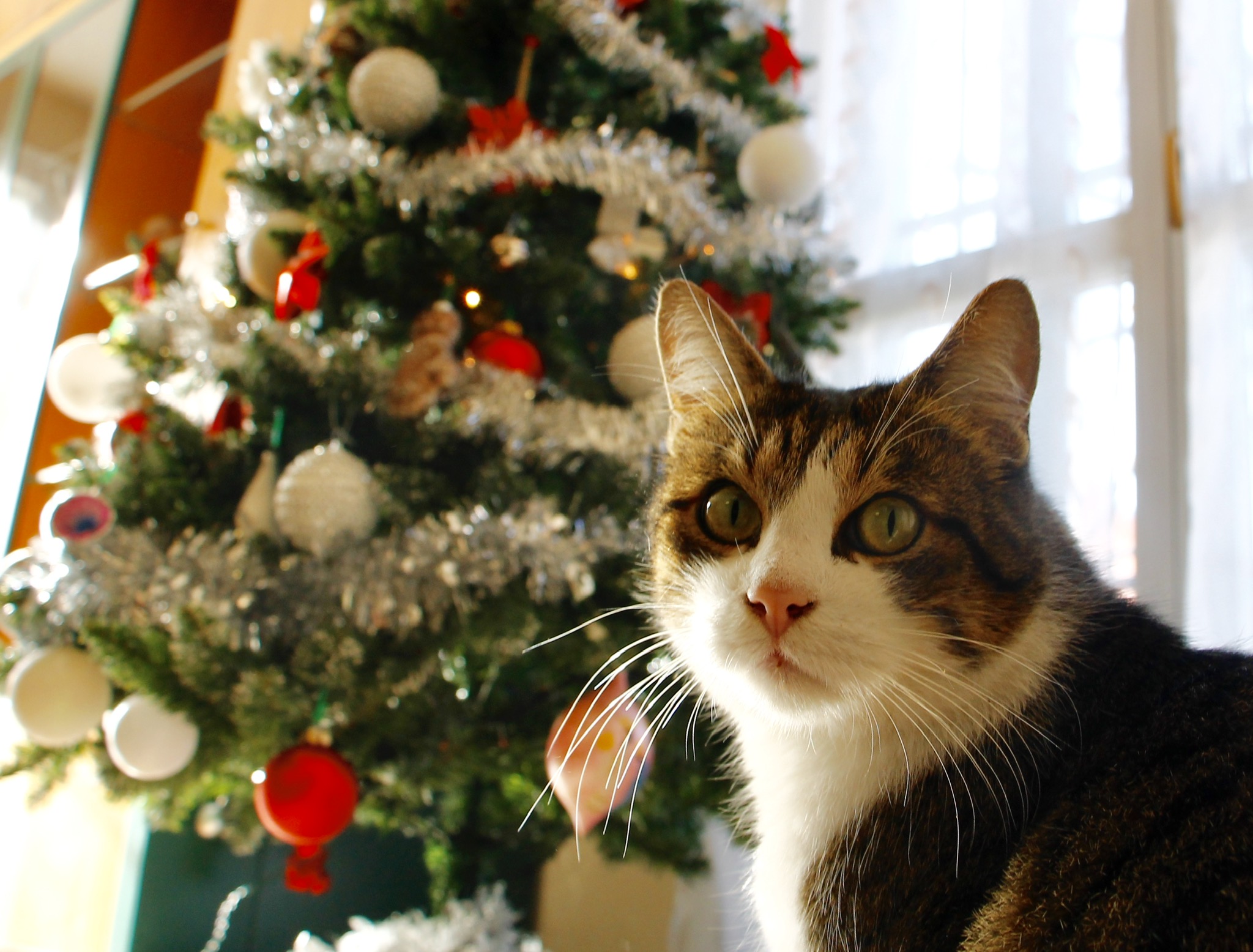 Gatto di Natale di Erika Pisi