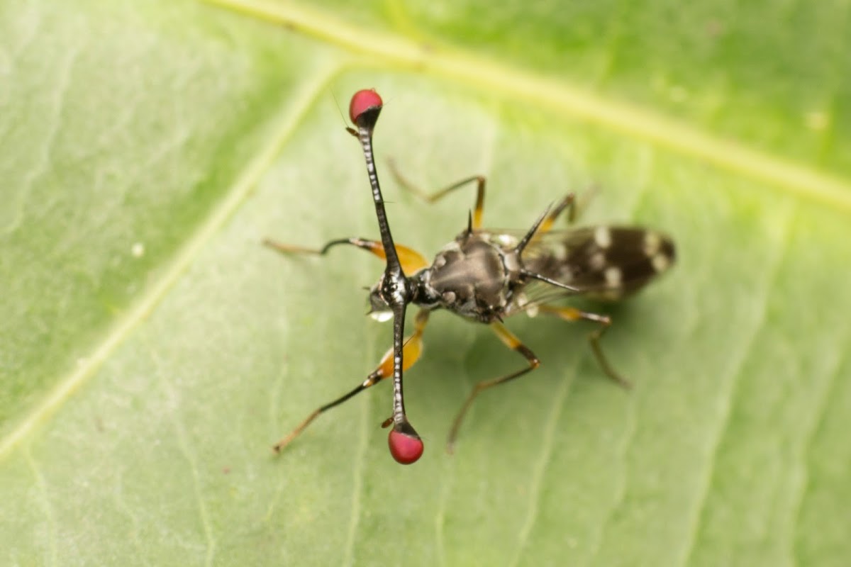 Stalk-eyed fly