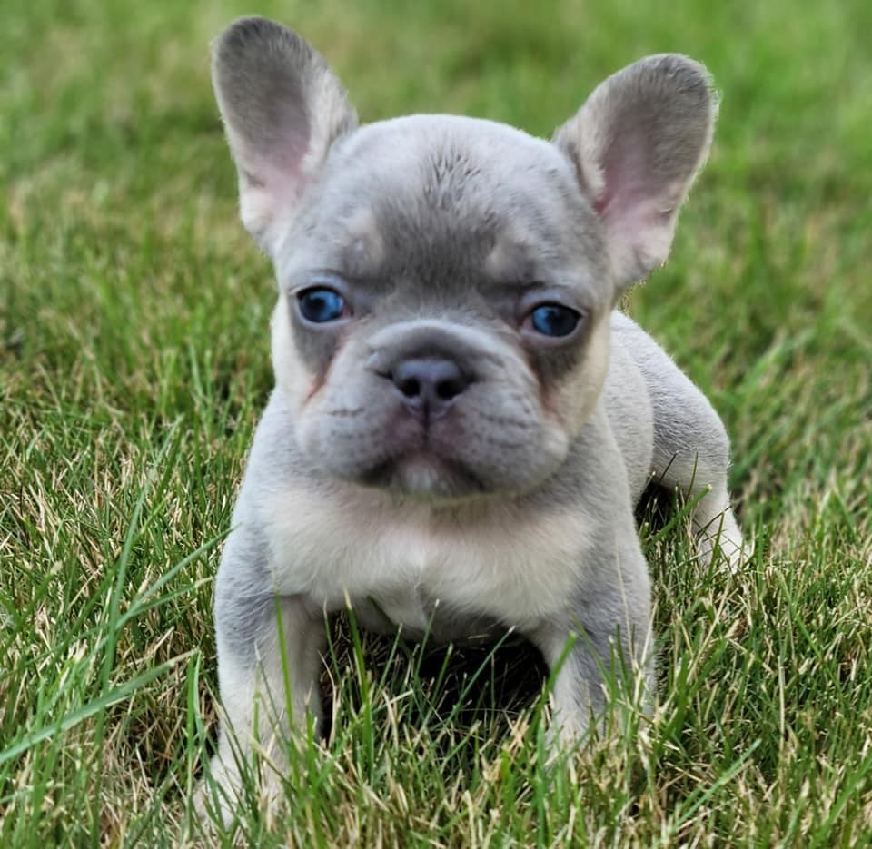 Furry French Bulldog - Everything you Need To Know - Prefurred