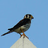 American Kestrel