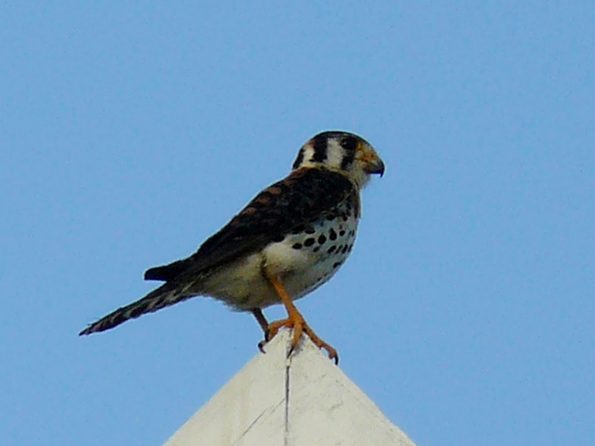 American Kestrel