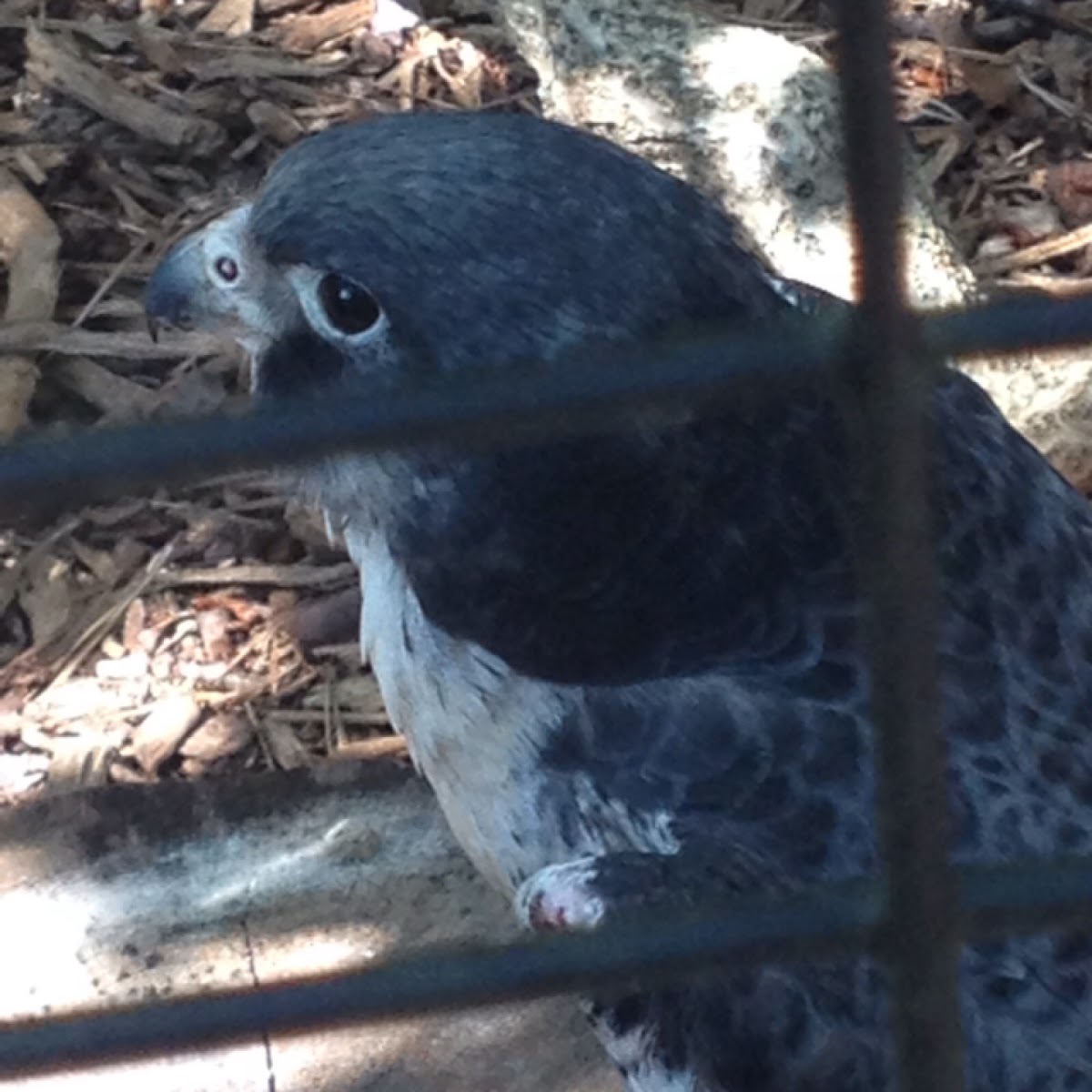 Peregrine Falcon