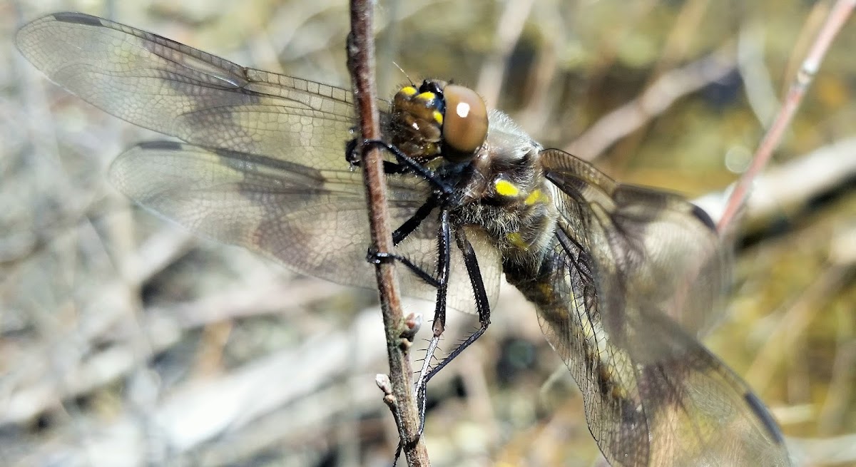 Eight-spotted skimmer(female)