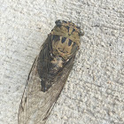 Linne's Cicada