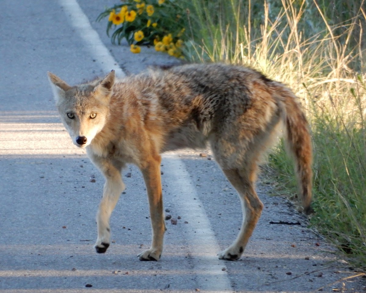 Coyote