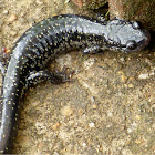 Northern Slimy Salamander