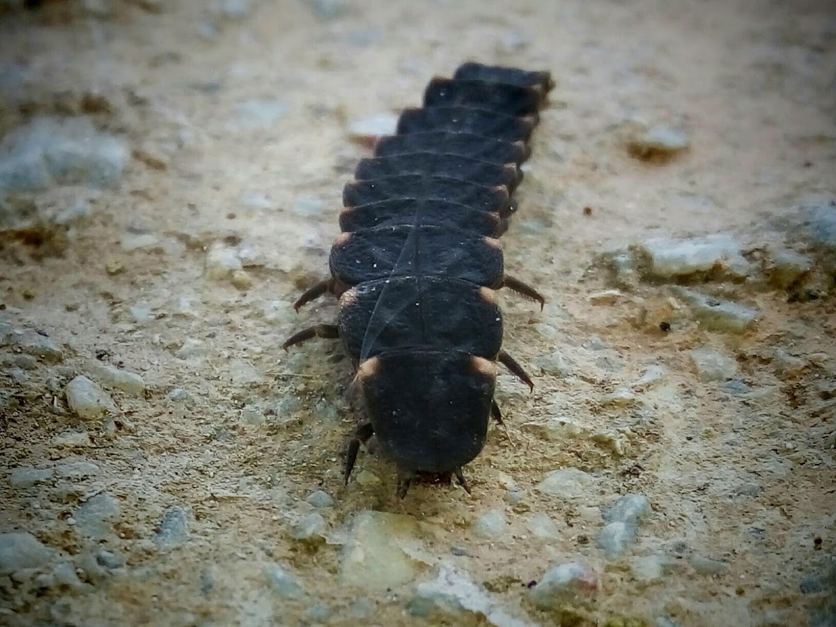 Common glow-worm