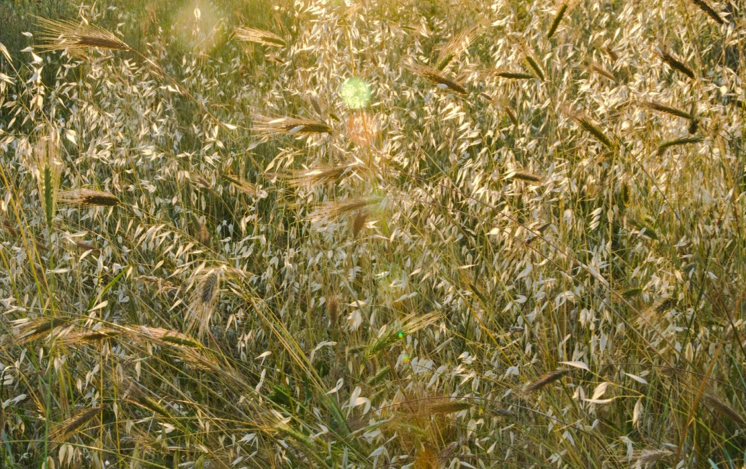 La leggerezza di un campo di grano  di FedeCametti_89