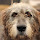 Irish Wolfhound Themes & New Tab