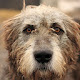 Irish Wolfhound Themes & New Tab