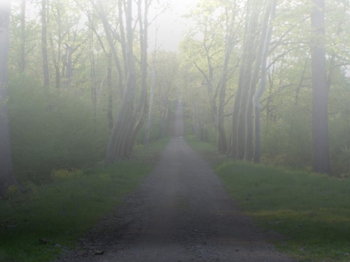 Un viaggio verso la nebbia... di monyk88