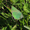 Green Hairstreak