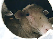 The NSPCA on Thursday confirmed that it had taken the government to court over the live export of 60,000 sheep from SA to the Middle East.