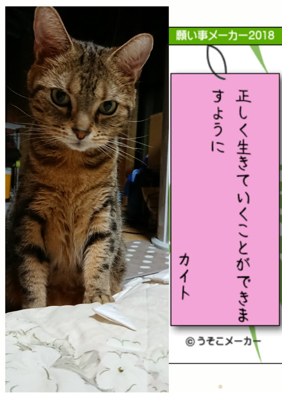 猫部トーク フェリシモ