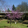 Redbud tree 'Forest Pansy'