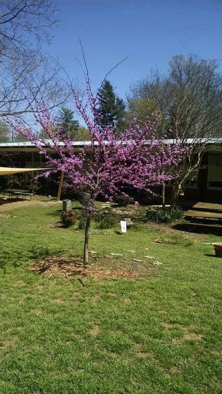 Redbud tree 'Forest Pansy'