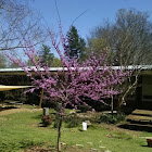 Redbud tree 'Forest Pansy'