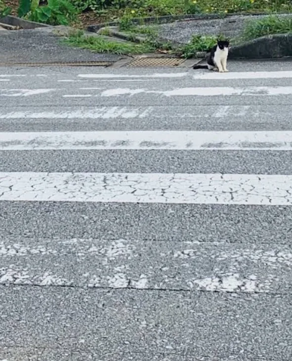 「横断歩道の奥」のメインビジュアル