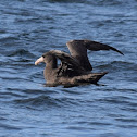 Petrel gigante