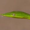 Long-nosed Whip Snake/Green Vine Snake