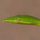 Long-nosed Whip Snake/Green Vine Snake