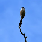 Long-tailed shrike