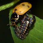 Adonis Ladybird