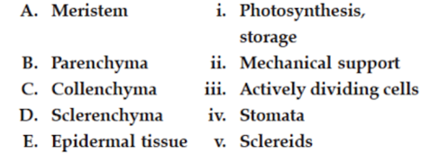 Meristematic Tissues