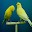 Canary Bird Sounds & Ringtones Download on Windows