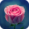 AppLock Theme Pink Rose icon