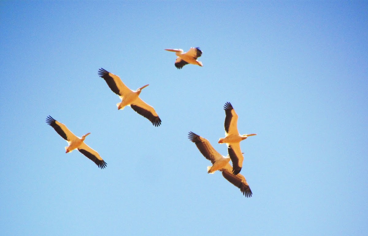 Great white Pelican