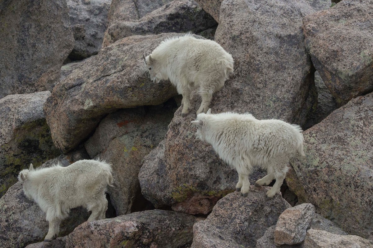 Mountain Goats