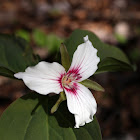 Painted Trillium