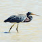 Tricolored heron