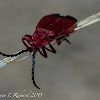 Bloody net-winged beetle