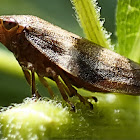 Alder spittlebug