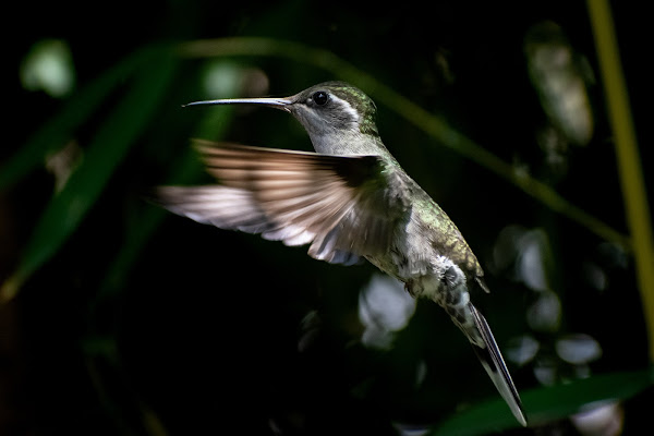 In volo di GianDC