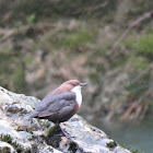 White-throated Dipper