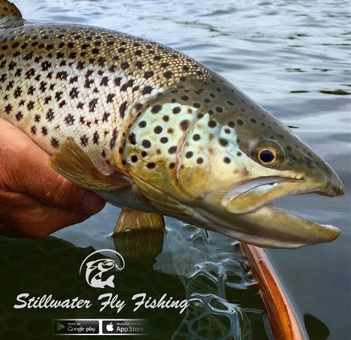 Stillwater Fly Fishing