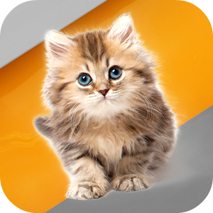 Download Cat Wallpaper Collections For PC Windows and Mac