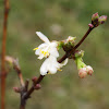 Prunus