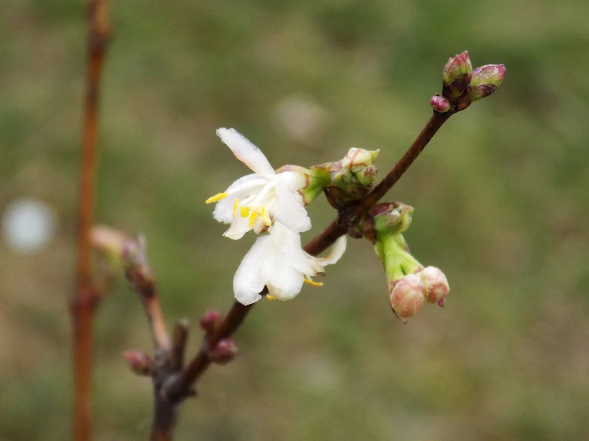 Prunus