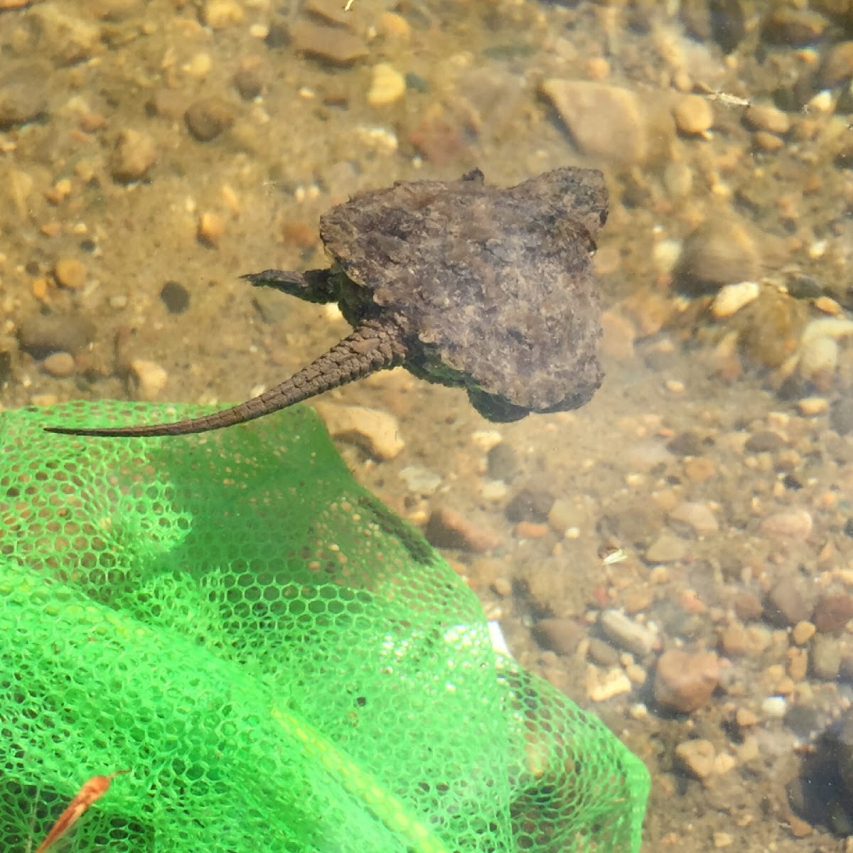 Common Snapping Turtle